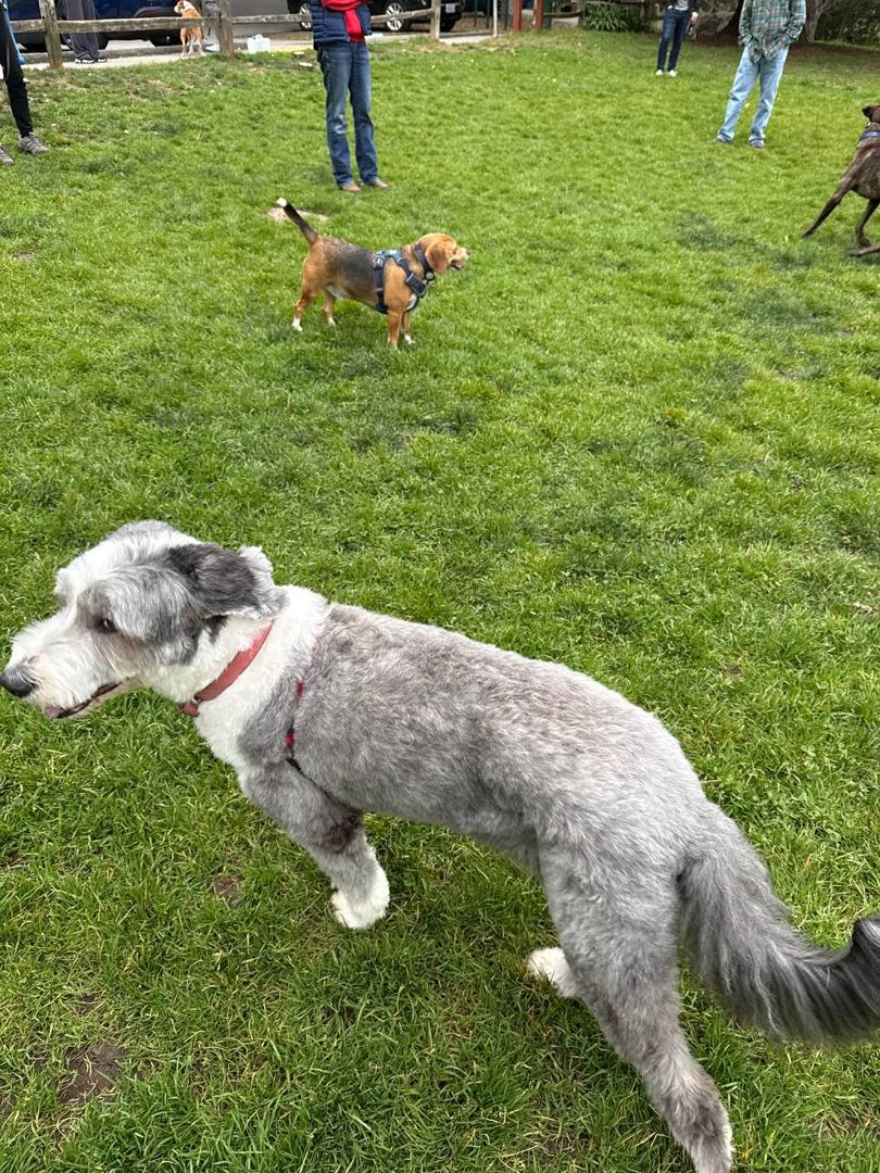 A happy dog Andy cared for