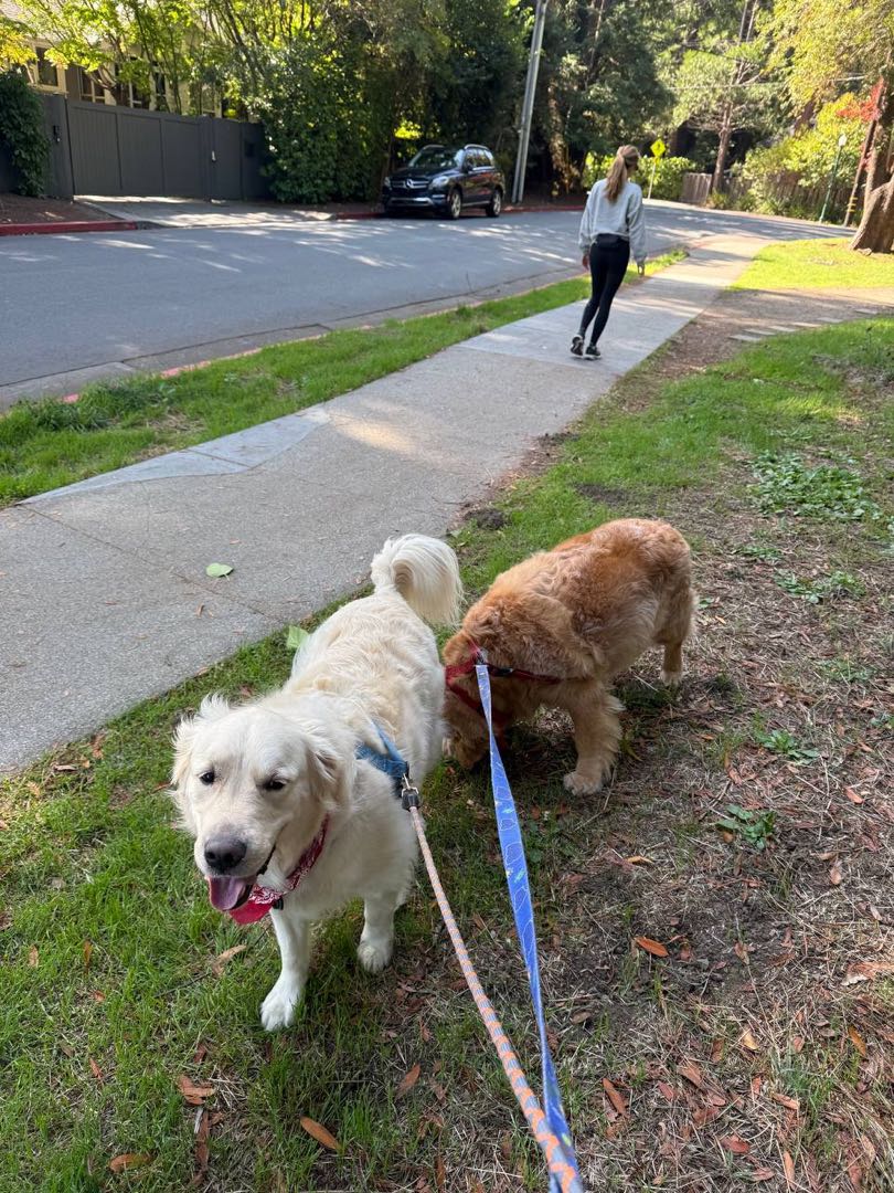 A happy dog Andy cared for