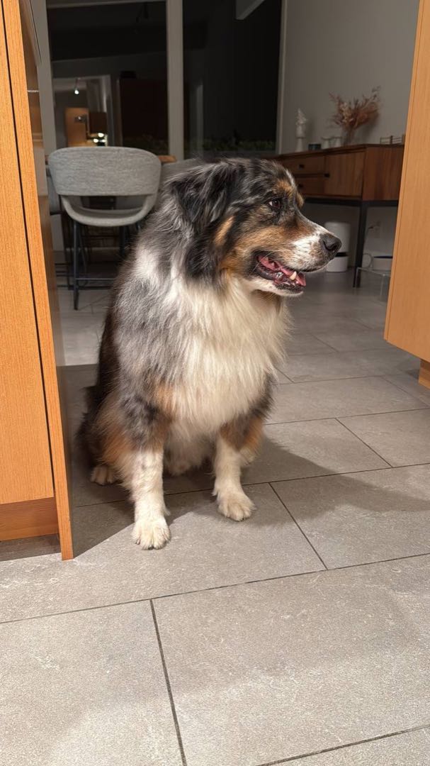 A happy dog Andy cared for