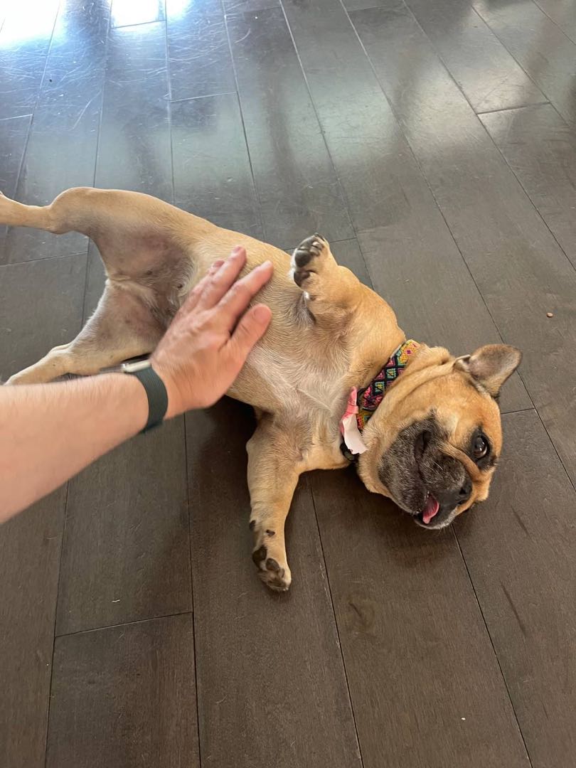 A happy dog Andy cared for