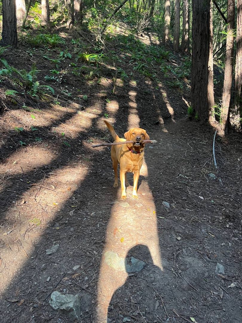 A happy dog Andy cared for
