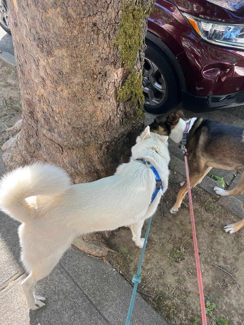 A happy dog Andy cared for