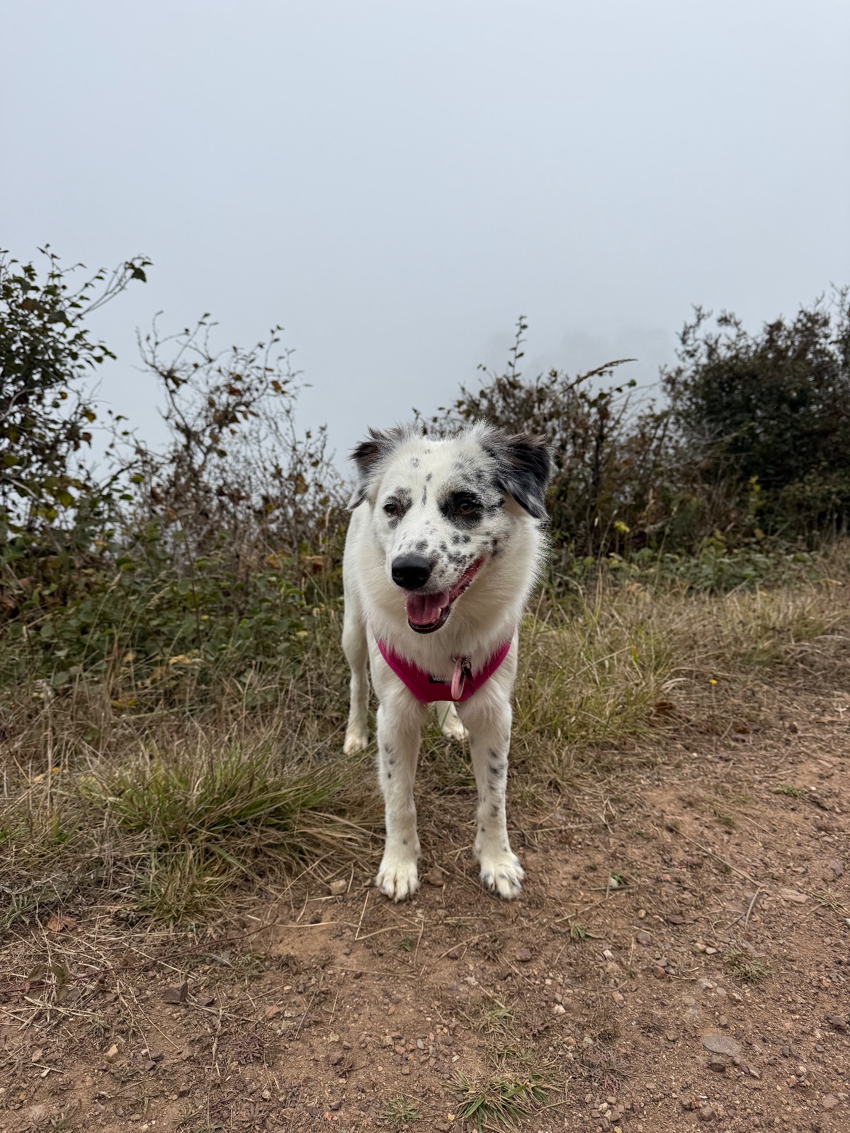 Hike report, Tue, Aug 18 · Alta Trails · 4 mi · with Andy