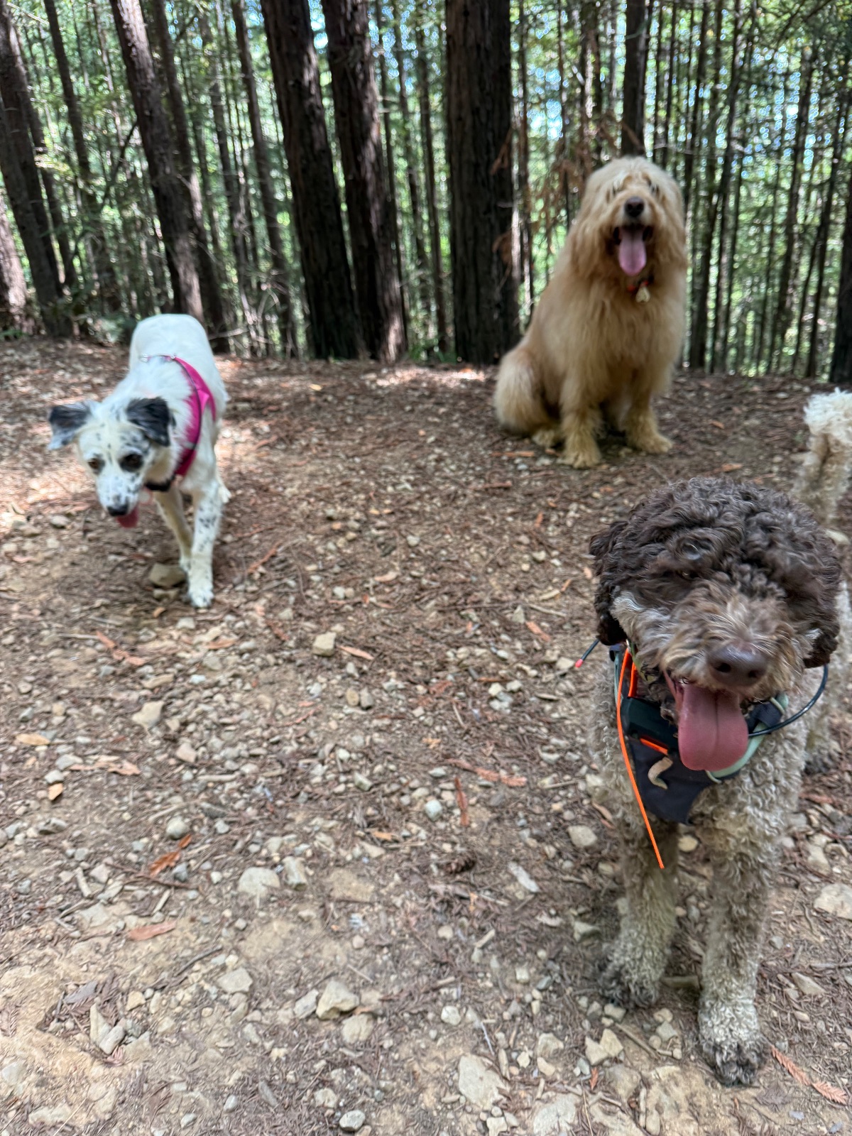Hike report, Thu, Aug 20 · Baltimore Canyon Preserve · 4.2 mi · with Andy