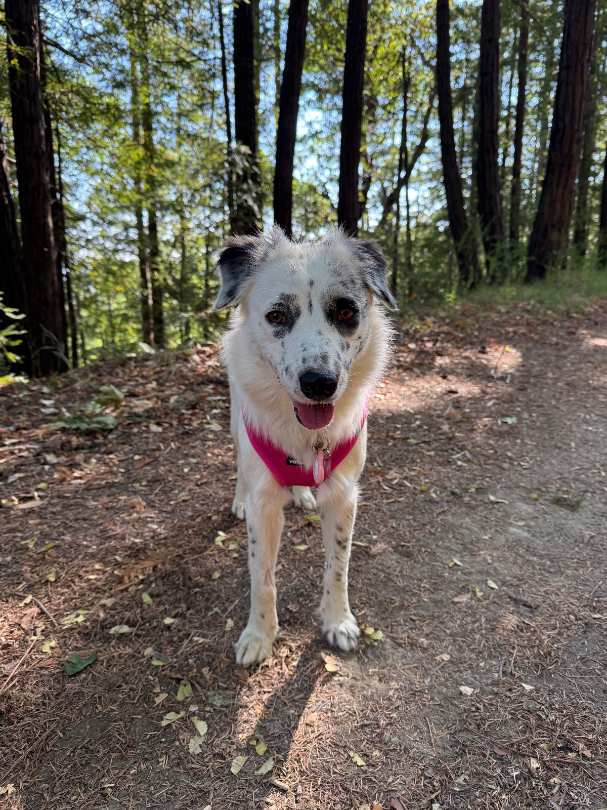 Hike report, Fri, Aug 7 · Baltimore Canyon Preserve · 5 mi · with Andy