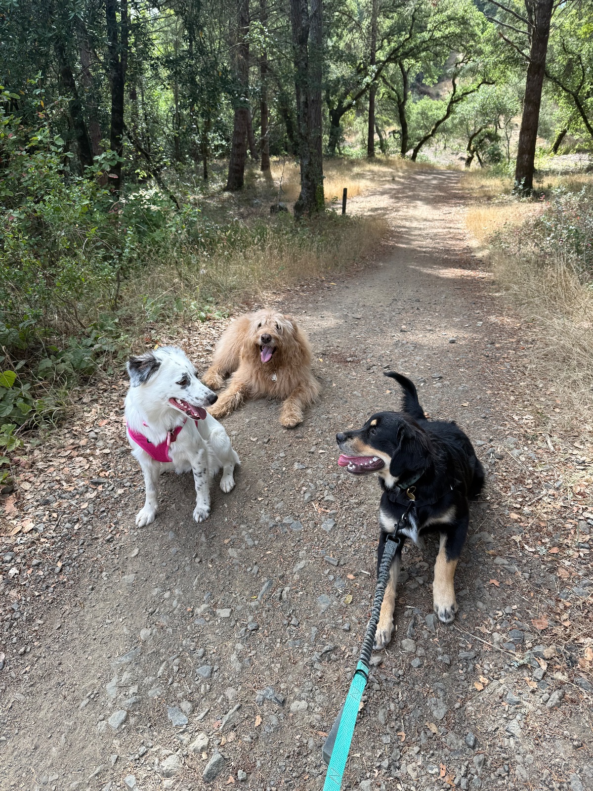 Hike report, Mon, Aug 17 · Cascade Canyon Preserve · 4 mi · with Andy