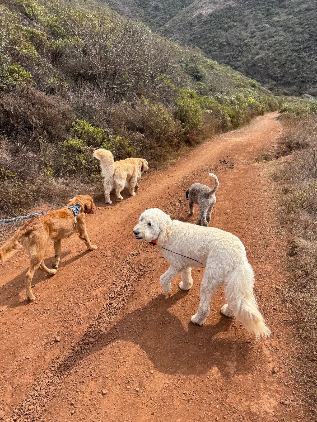 Hike report, Fri, Oct 2 · Coastal Trail · 4 mi · with Andy