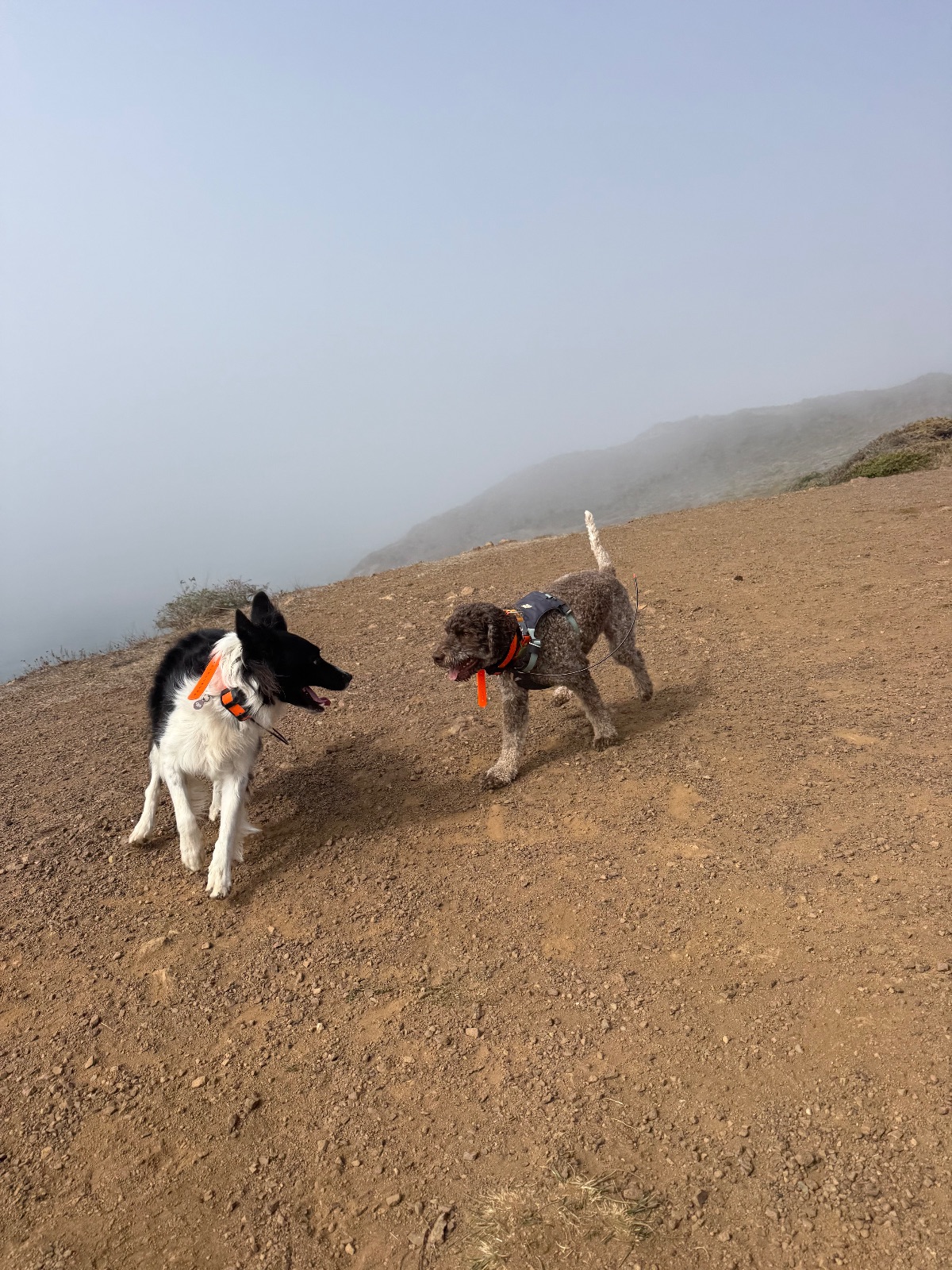 Hike report, Thu, Oct 8 · Coastal Trail · 4 mi · with Andy