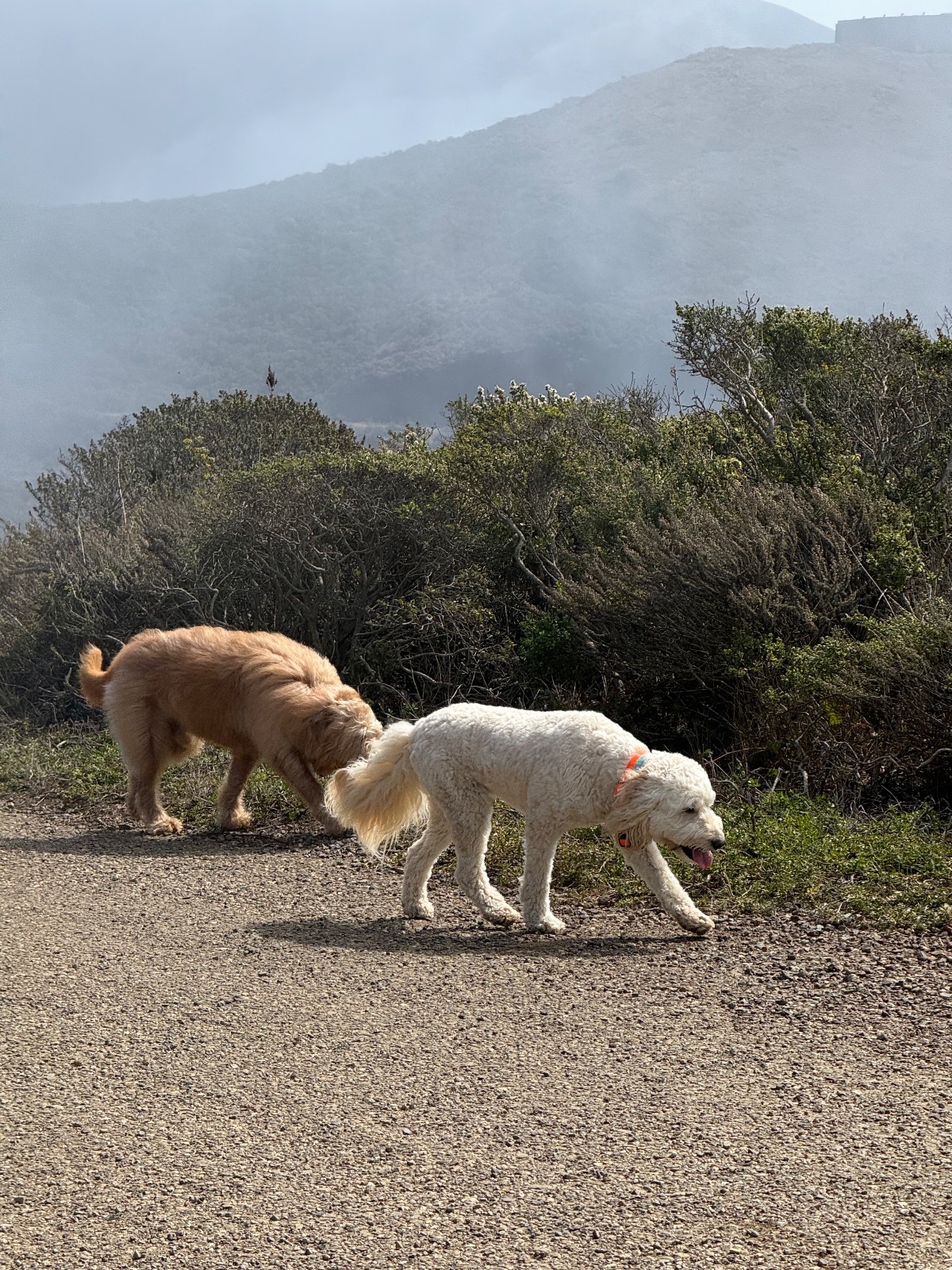 Hike report, Wed, Sep 23 · Coastal Trail · 5 mi · with Andy