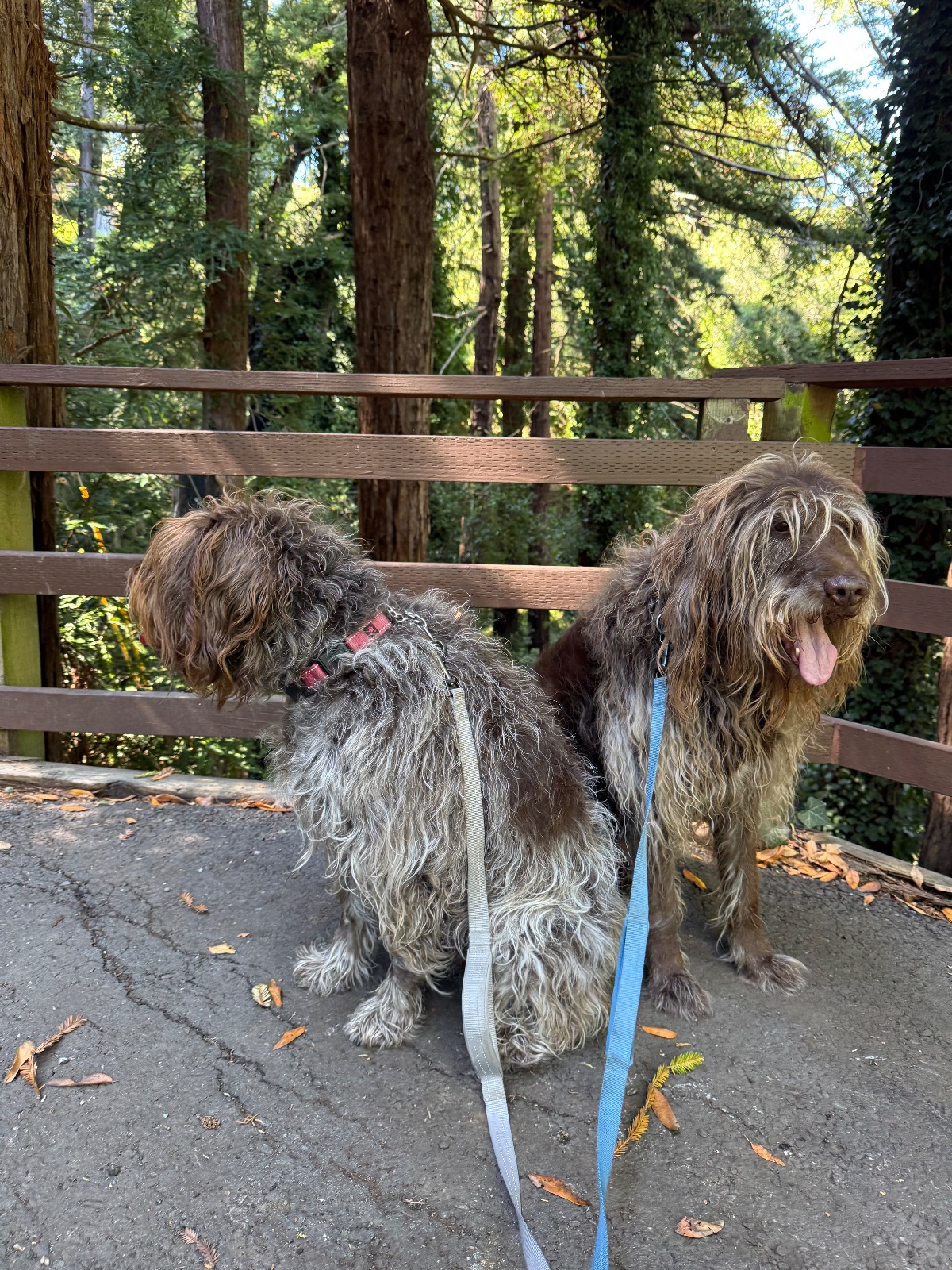 Hike report, Fri, Jul 24 · Dipsea trail · 3 mi · with Andy