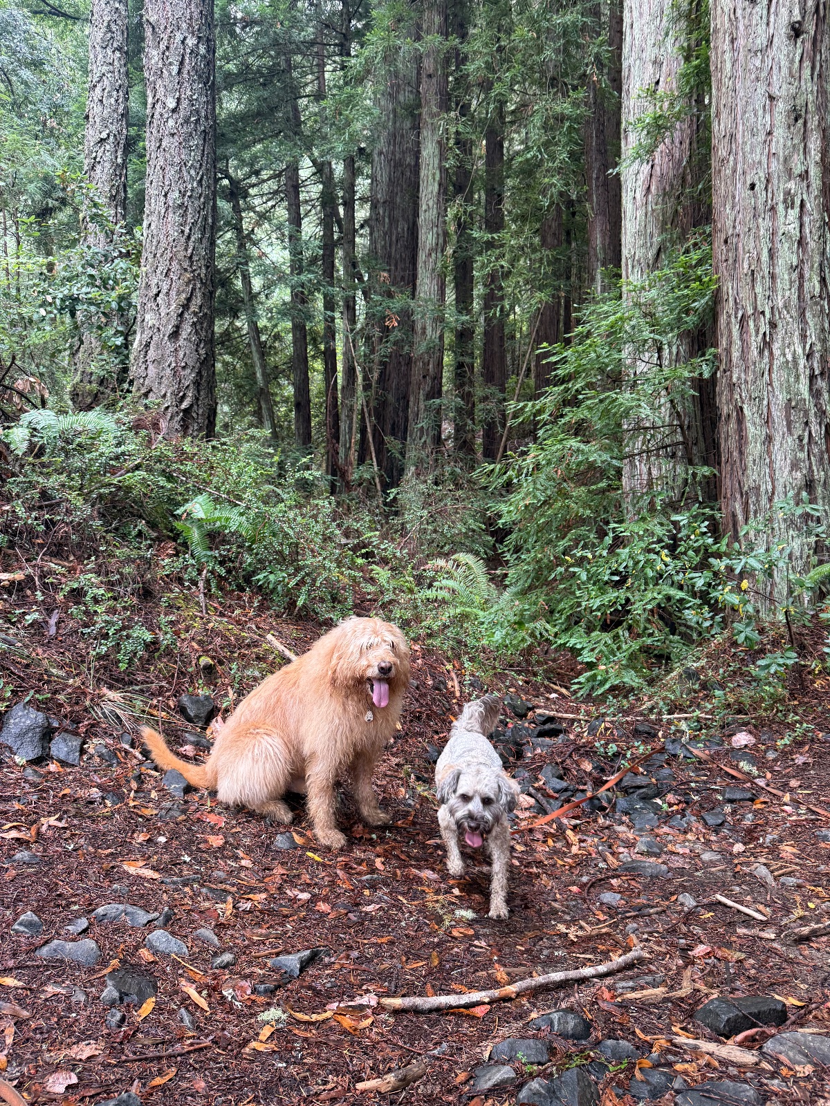 Hike report, Fri, Aug 14 · E Sylvestris Fire Rd · 4 mi · with Andy