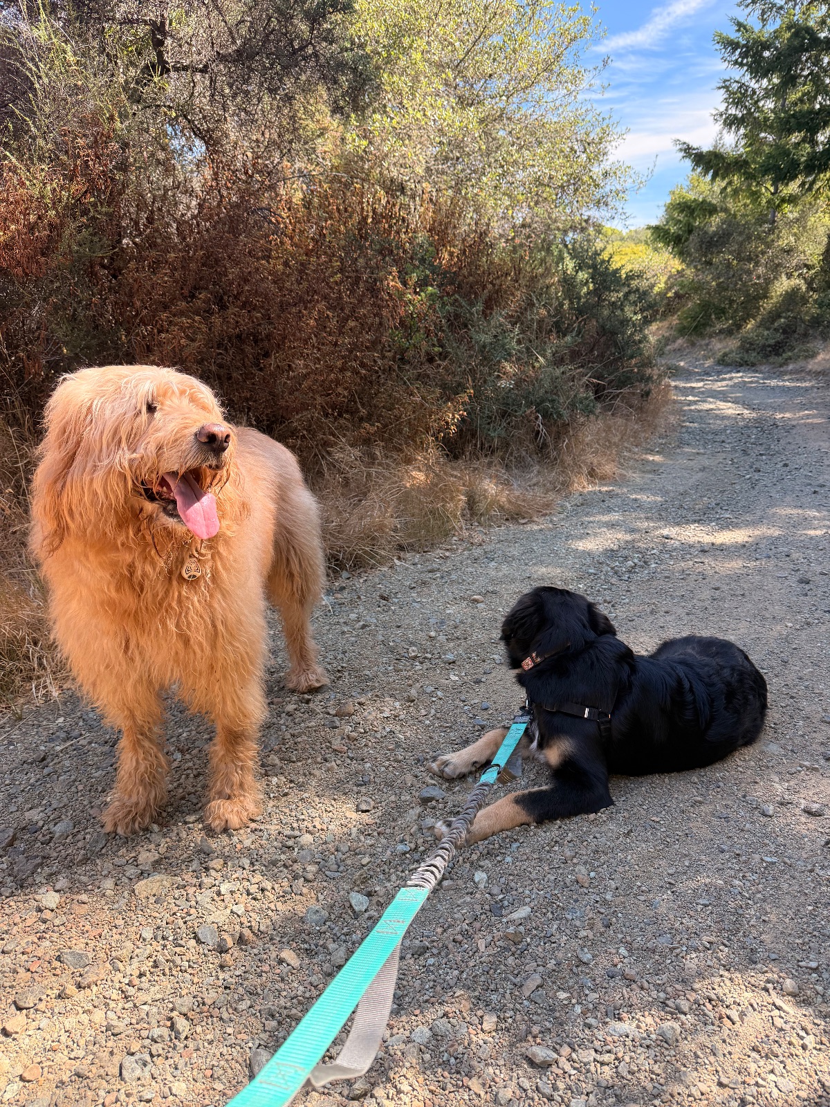 Hike report, Wed, Aug 12 · Gary Giacomini Open Space Preserve · 4 mi · with Andy