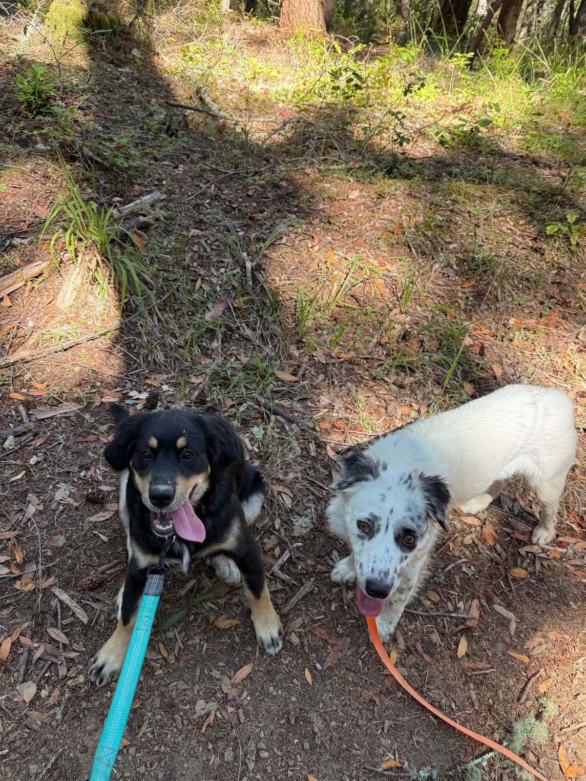Hike report, Mon, Aug 3 · Gary Giacomini Open Space Preserve · 3.5 mi · with Andy