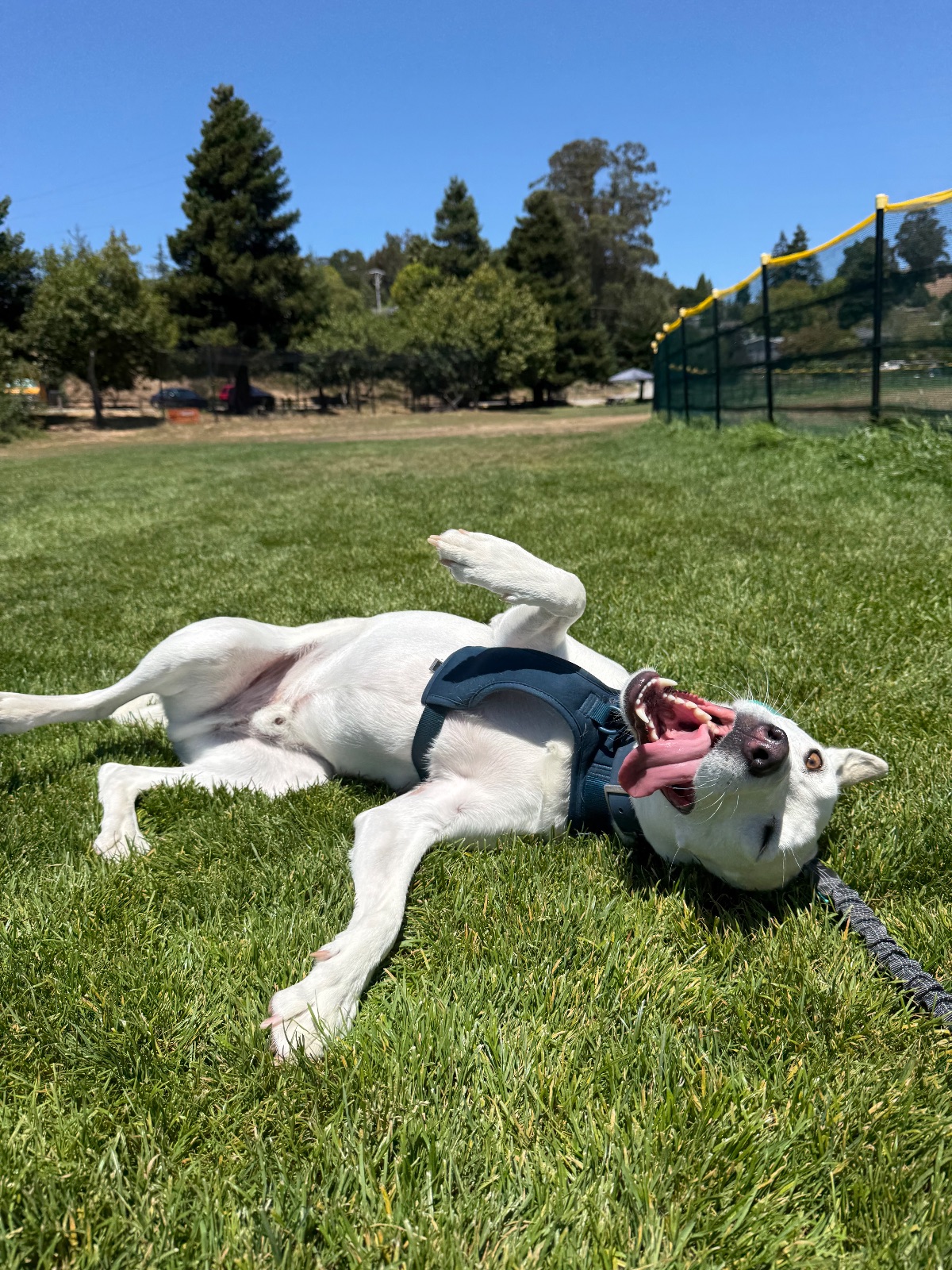 Hike report, Mon, Jul 27 · Hauke park · 2 mi · with Andy
