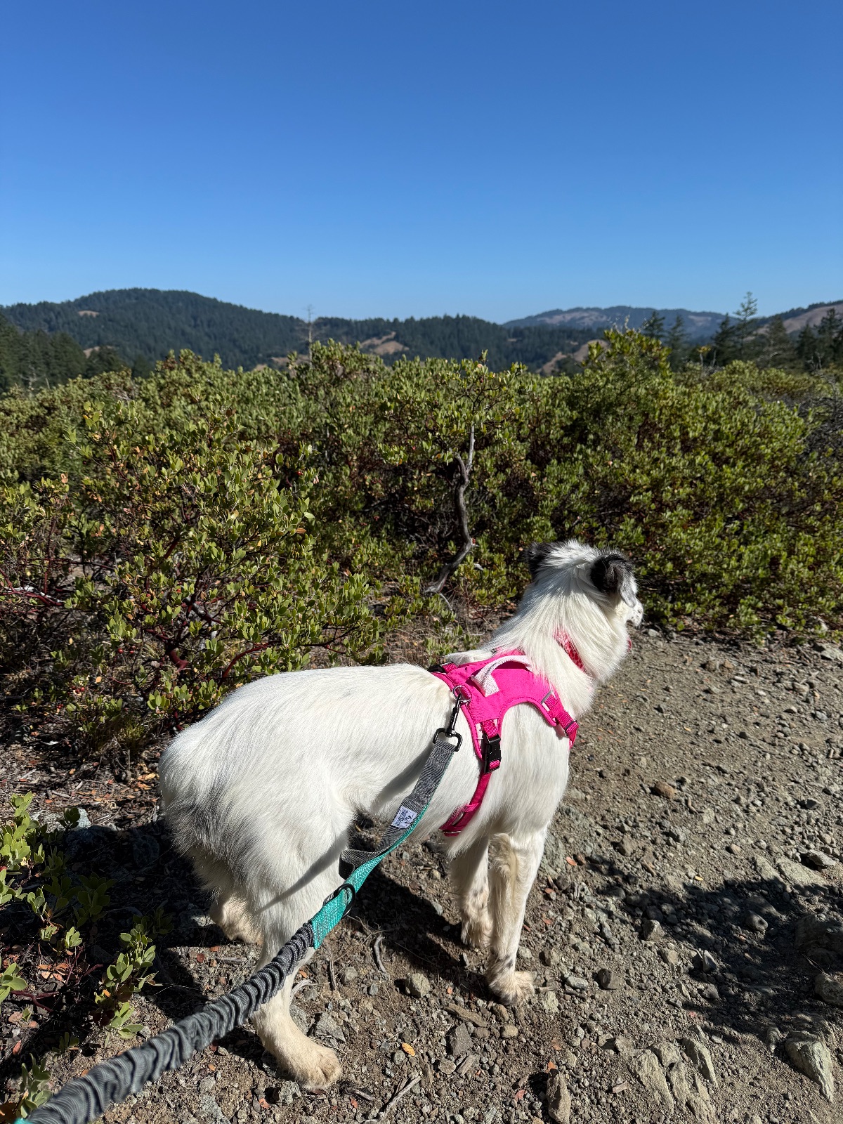Hike report, Tue, Jul 28 · Hunt Camp Trail · 3.5 mi · with Andy