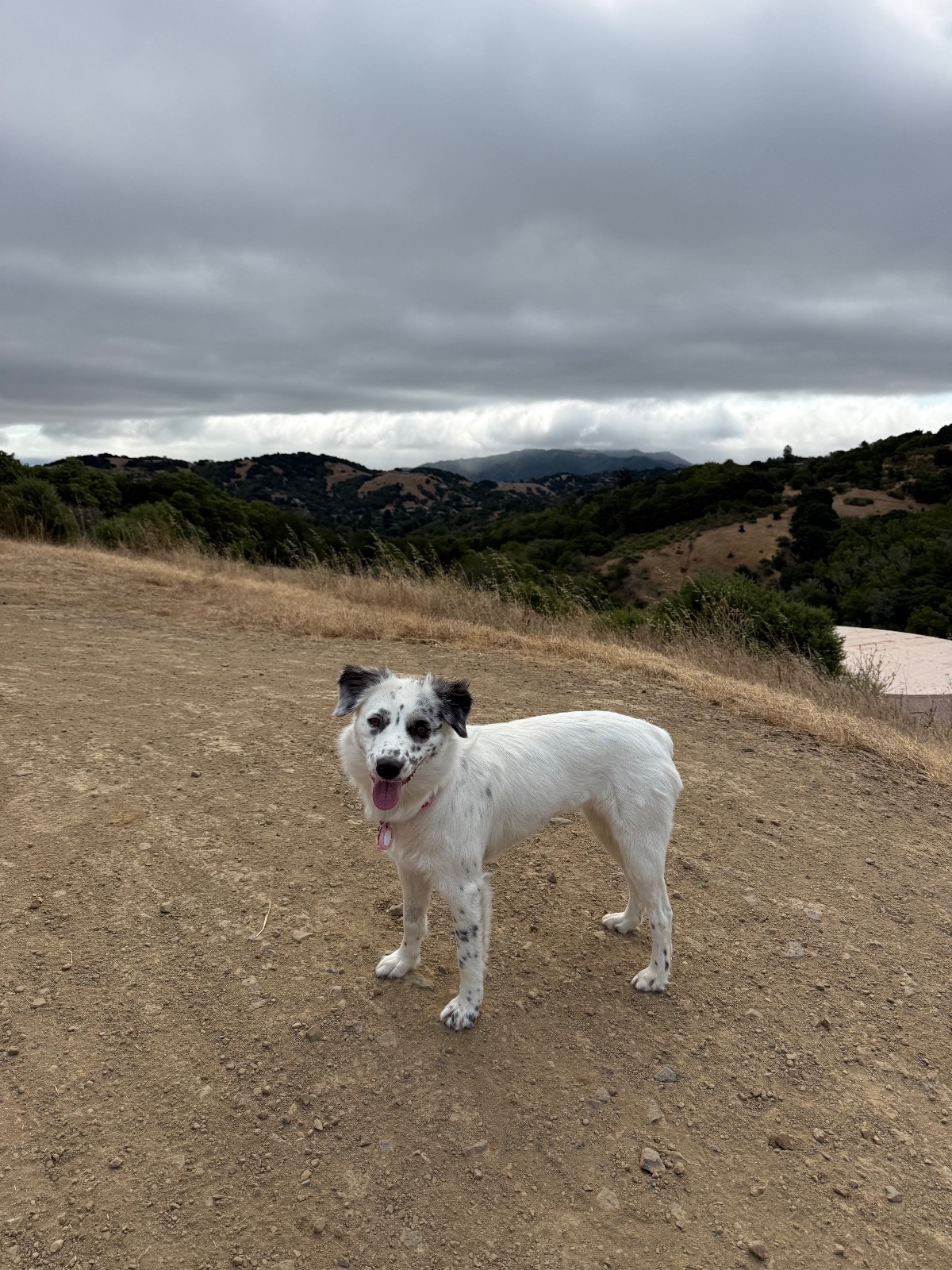 Hike report, Thu, Aug 13 · Loma Alta Preserve · 4 mi · with Andy