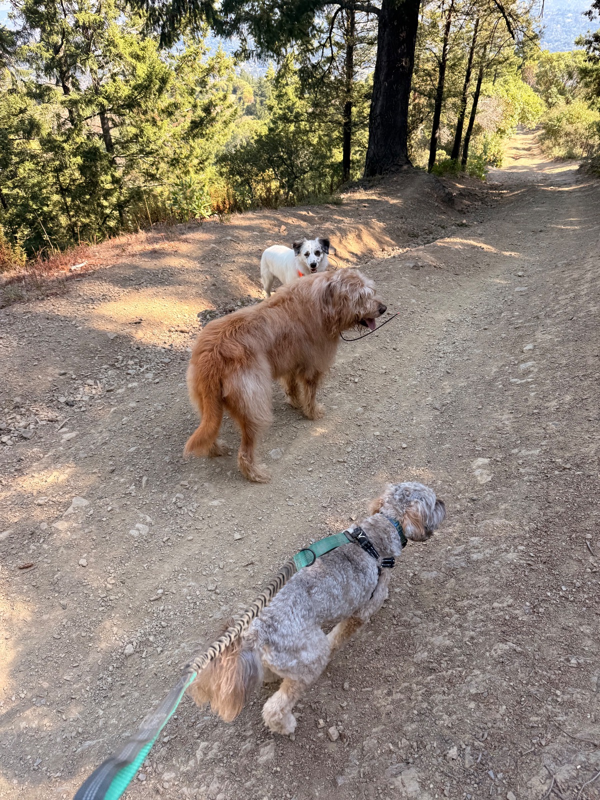 Hike report, Fri, Sep 18 · Mount Tamalpais East Peak · 4 mi · with Andy