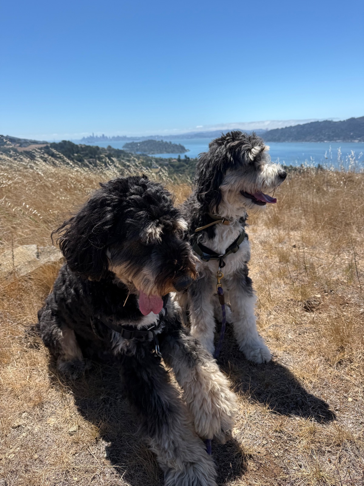 Hike report, Sun, Jul 19 · Ring Mointain Preserve · 3 mi · with Andy