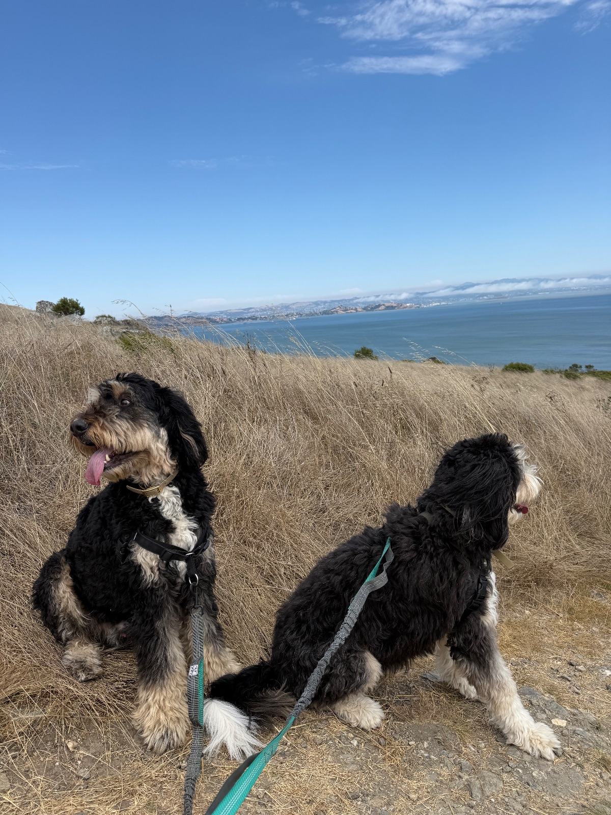 Hike report, Fri, Aug 7 · Ring Mountain Preserve · 5 mi