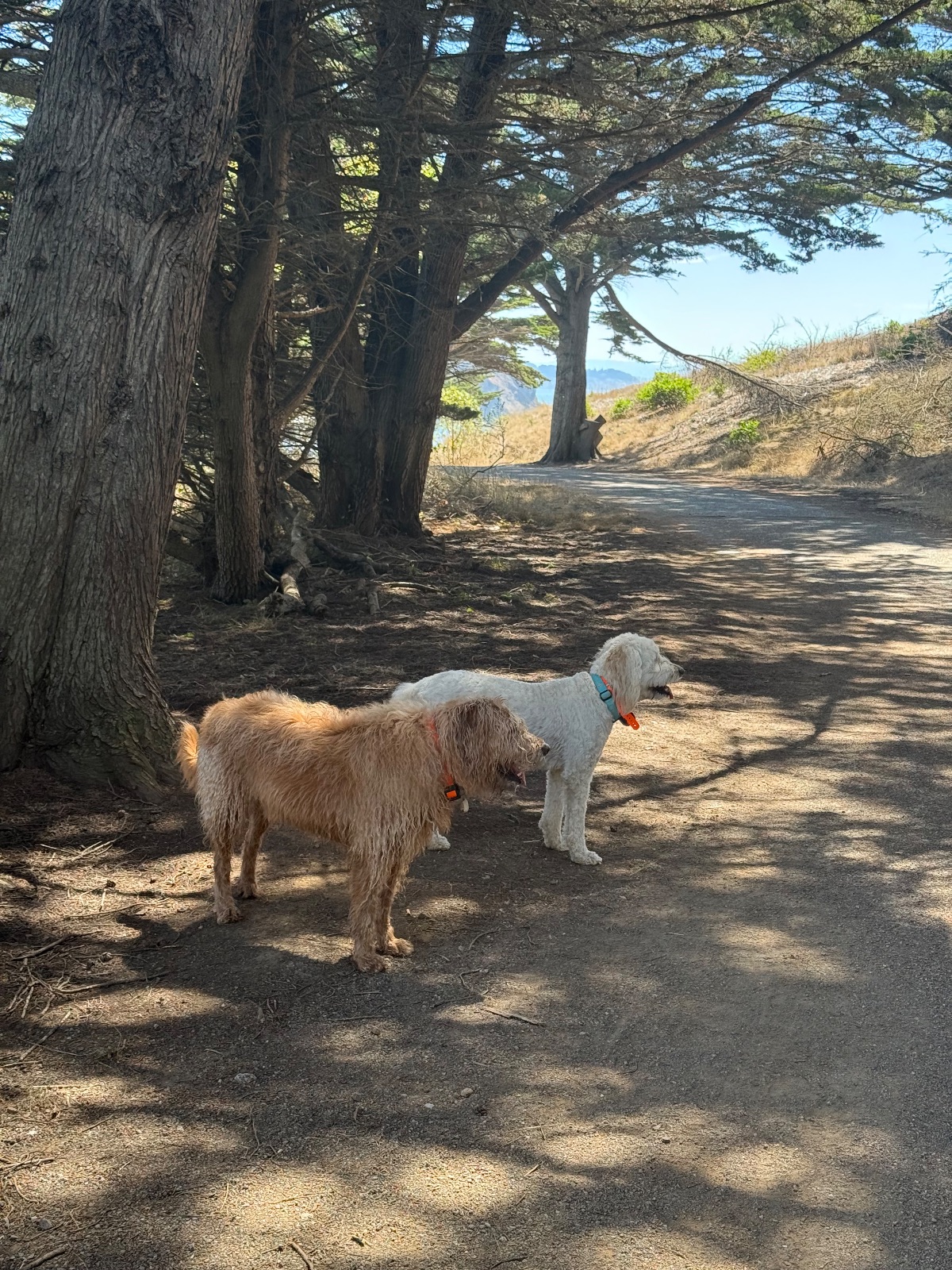 Hike report, Wed, Sep 9 · Rodeo Beach · 3 mi · with Andy