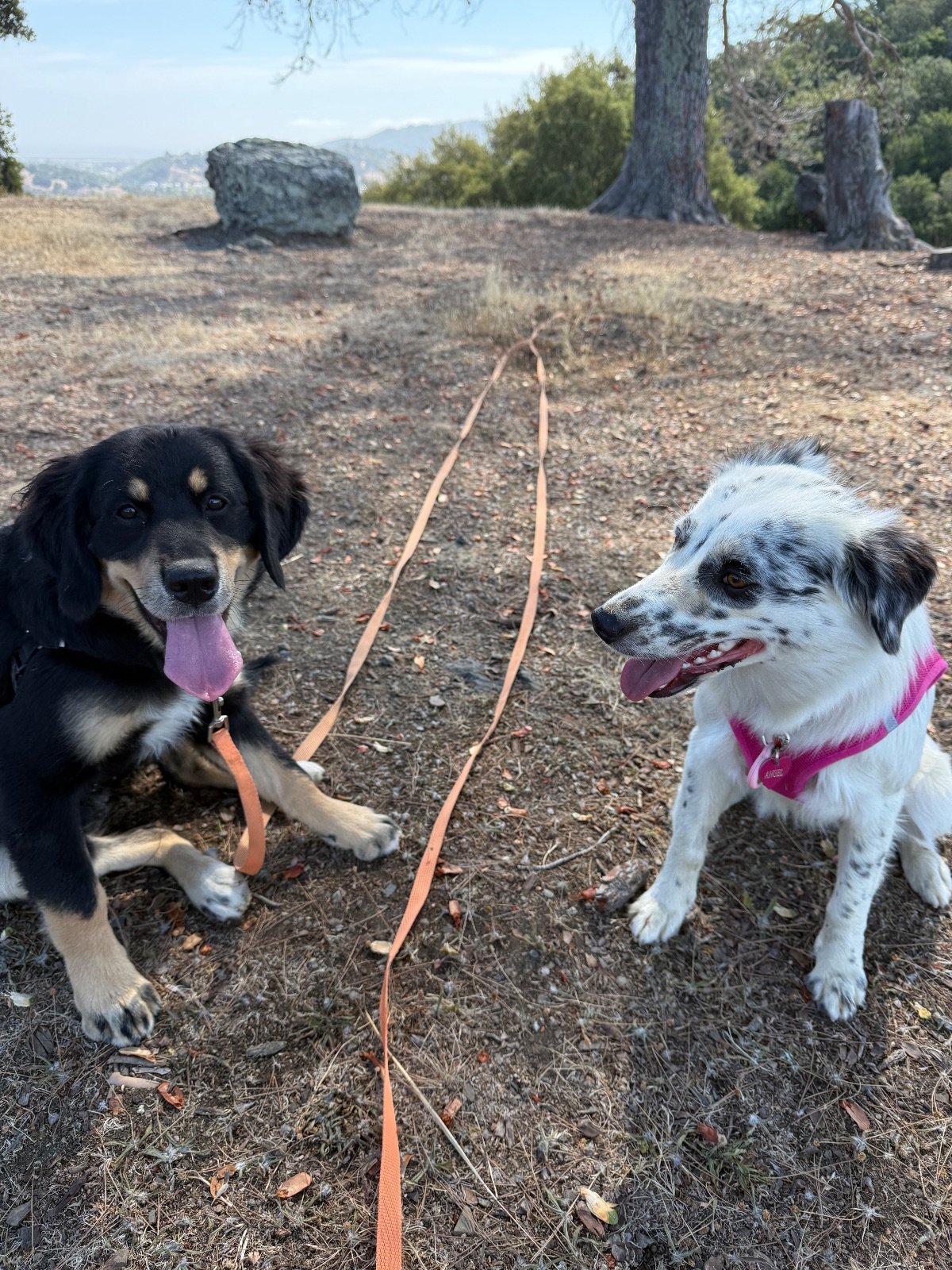 Hike report, Mon, Aug 10 · Terra Linda-Sleepy Hollow Divide Northern Preserve · 4 mi · with Andy