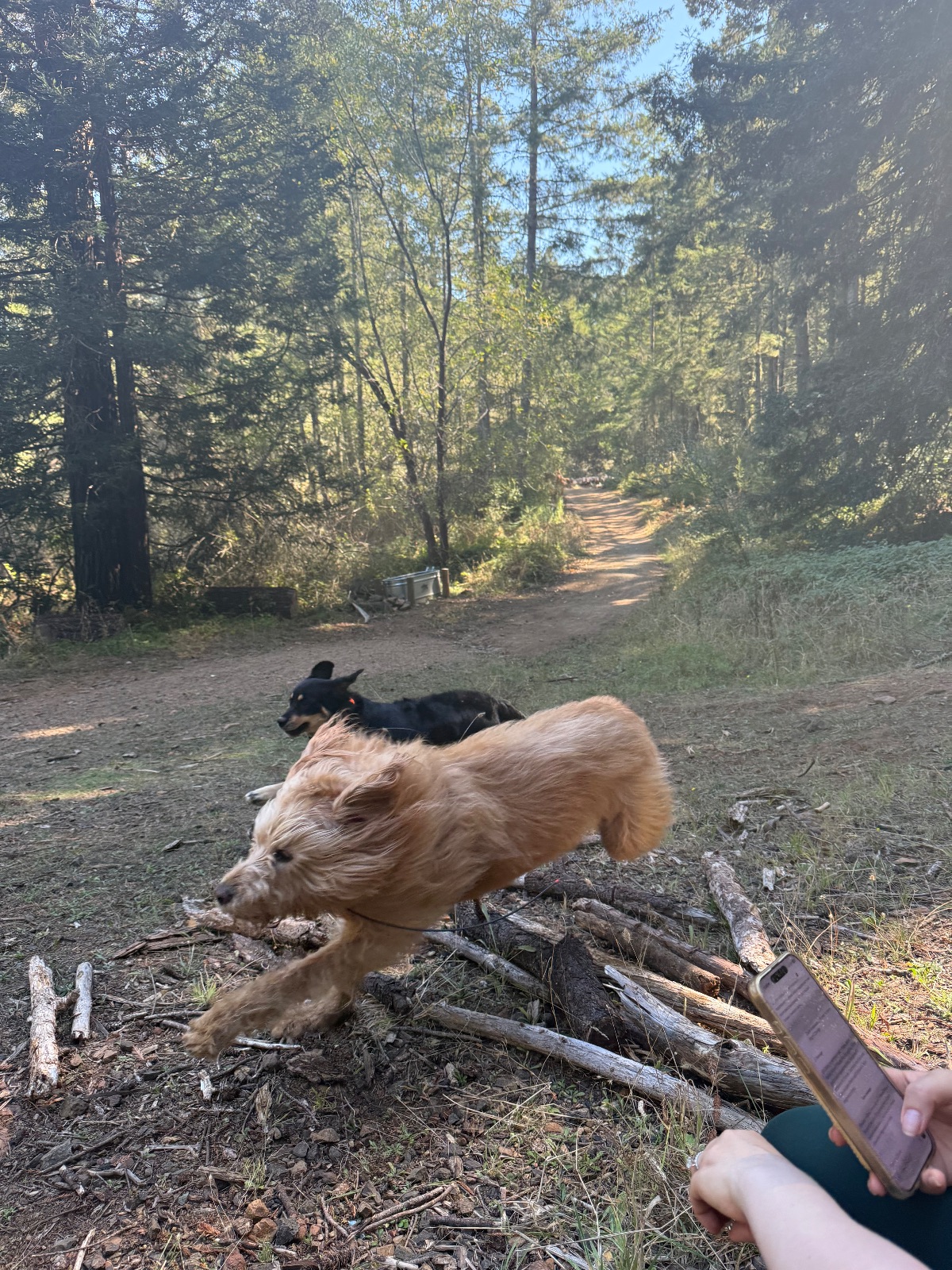 Hike report, Mon, Oct 5 · Woodacre · 4 mi · with Andy