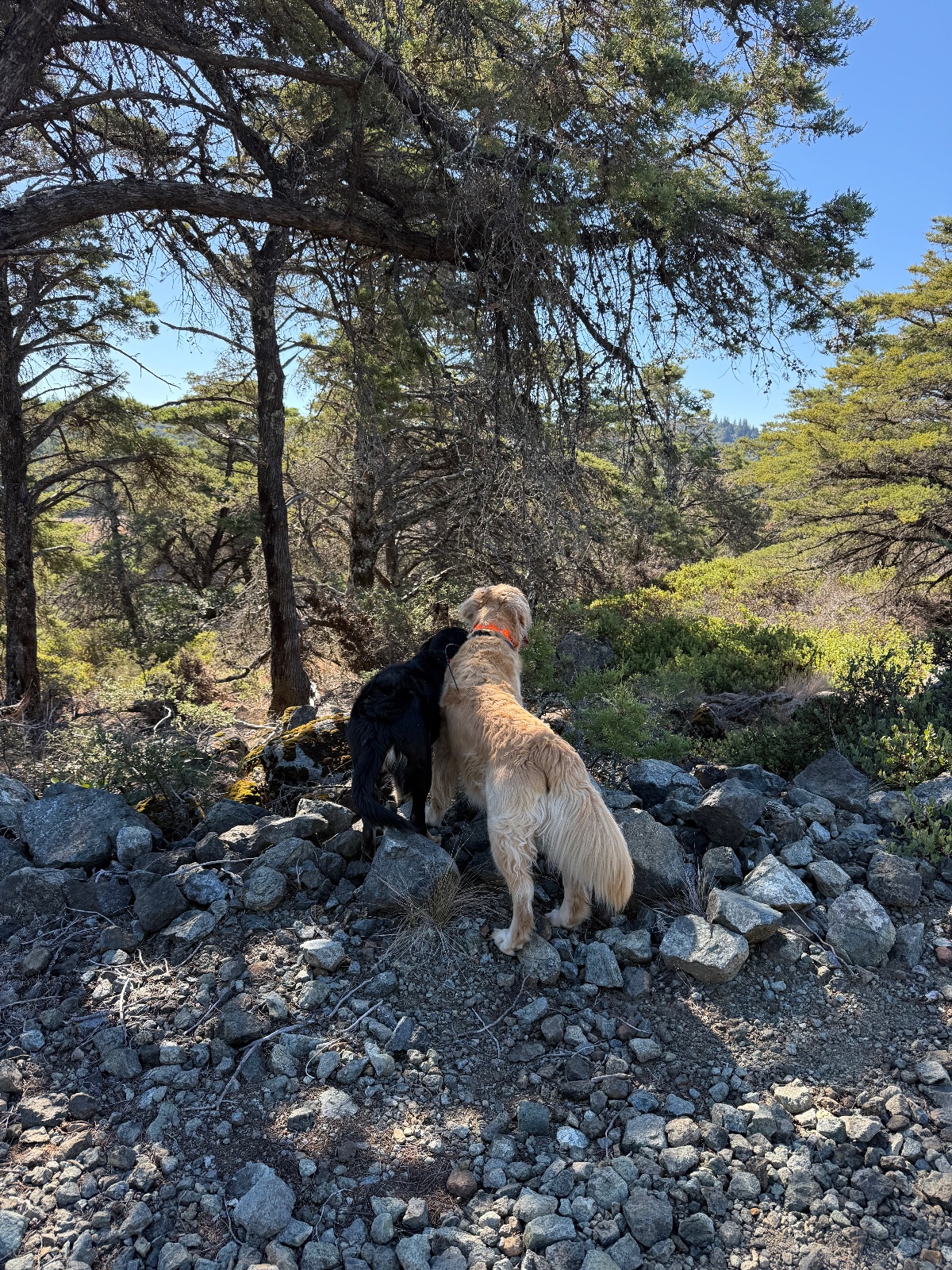 Hike report, Tue, Sep 29 · Woodacre · 4 mi · with Andy